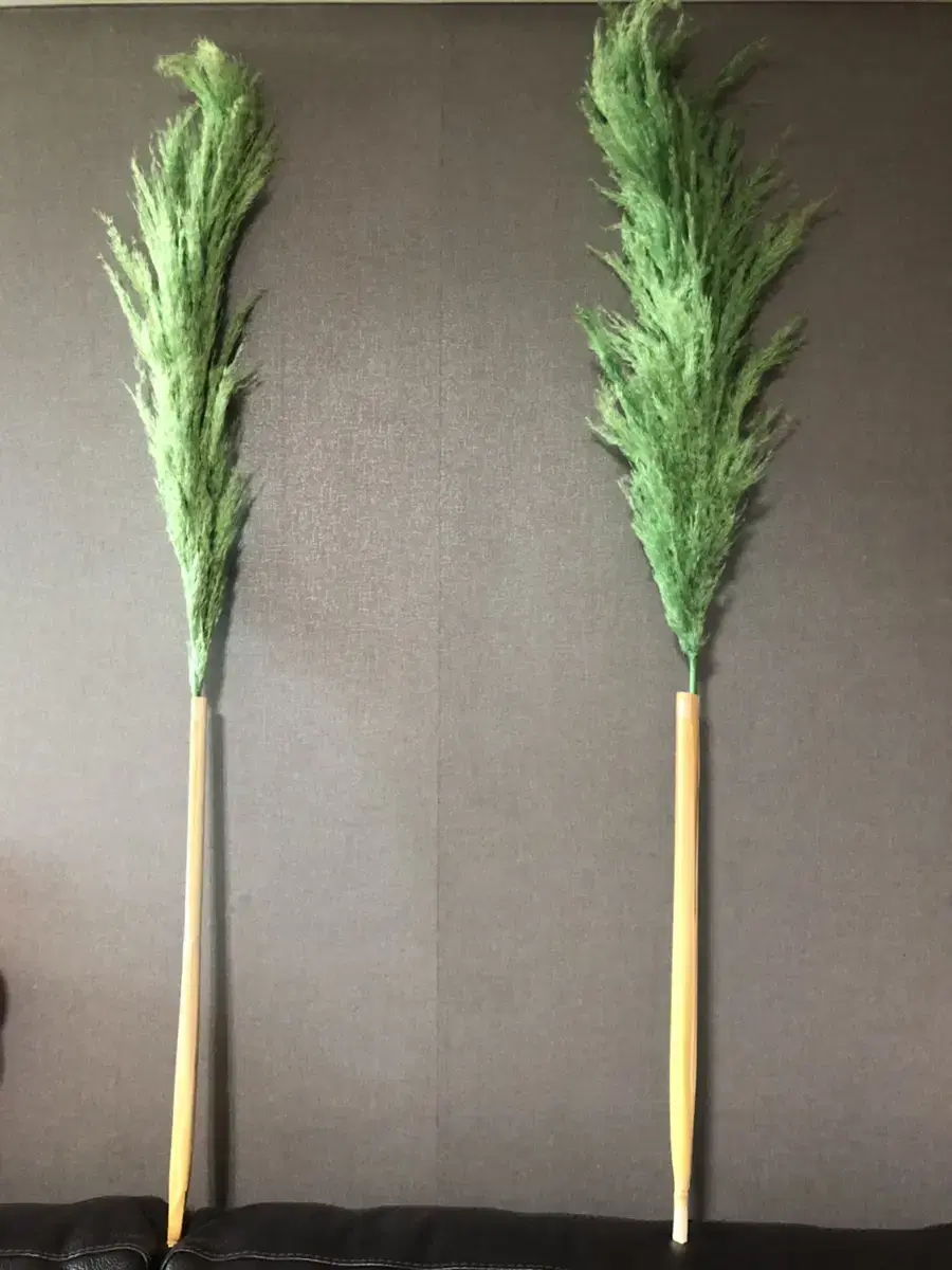 Preserved Pampas (various colors)