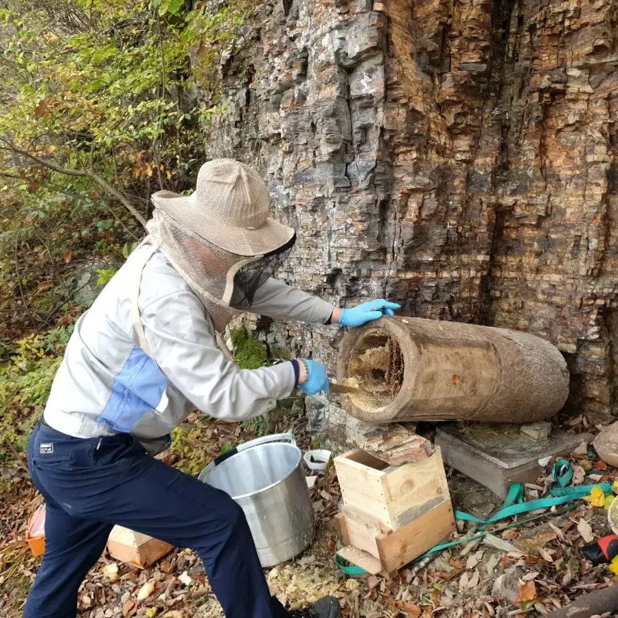 토종꿀판매합니다