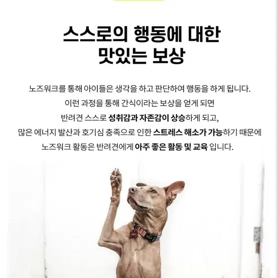 강아지 돌돌이 장난감