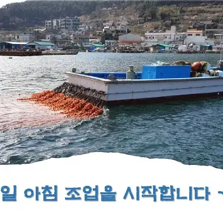 통영 멍게 1KG 해산물 제철음식 남해