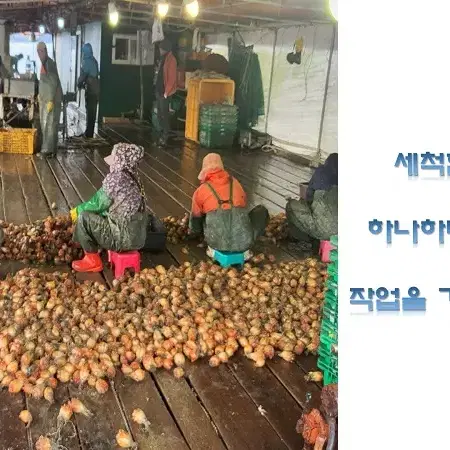 통영 멍게 1KG 해산물 제철음식 남해