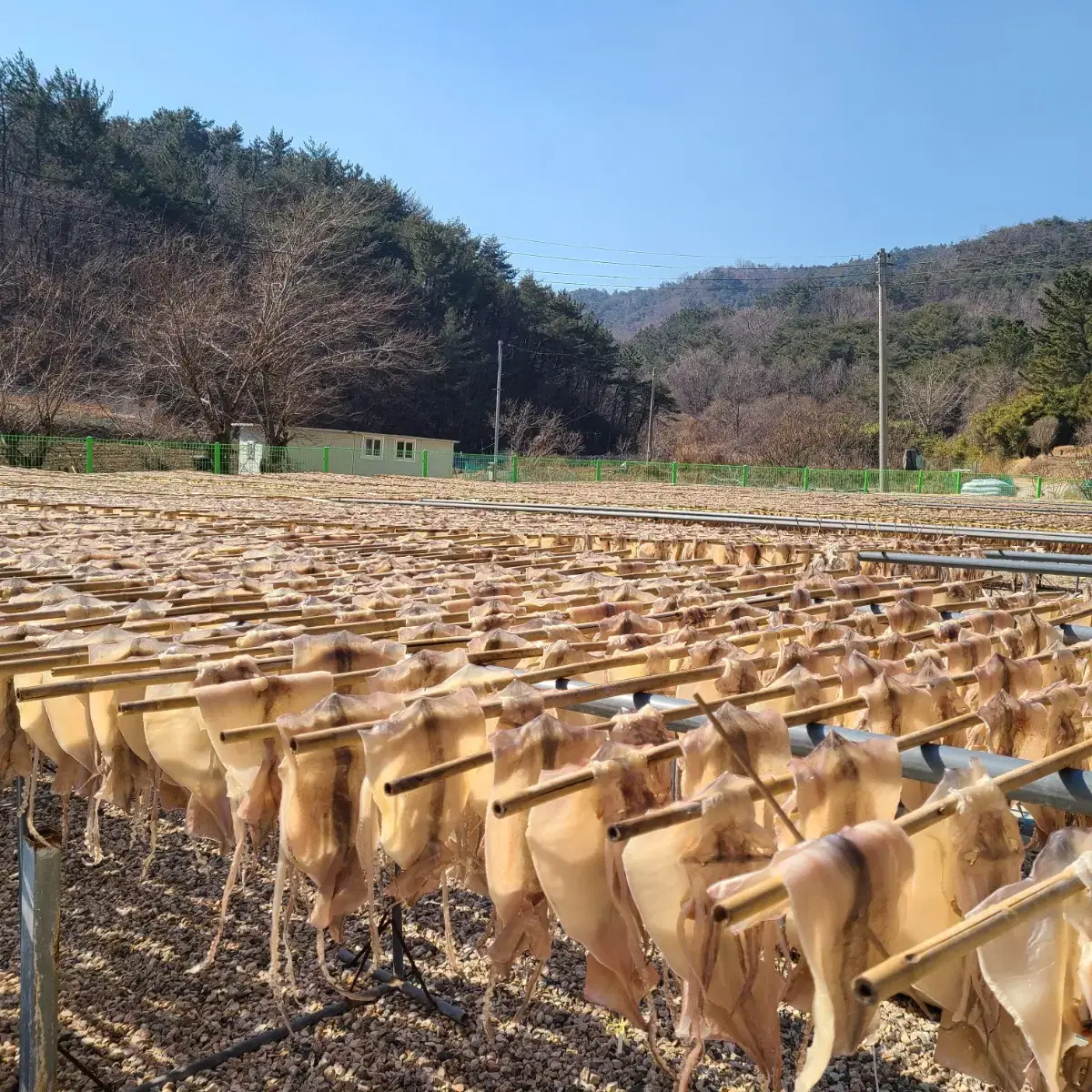 행사  마른오징어특가 20마리