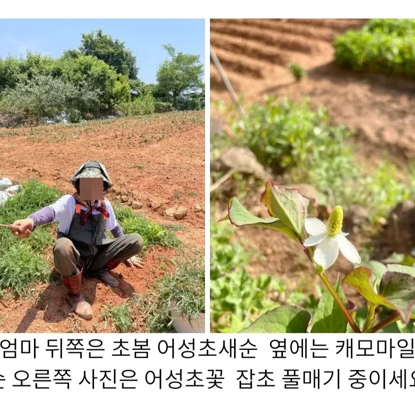 어성초비누 10개 모발 세안 모낭 민감 천연 재료 비누