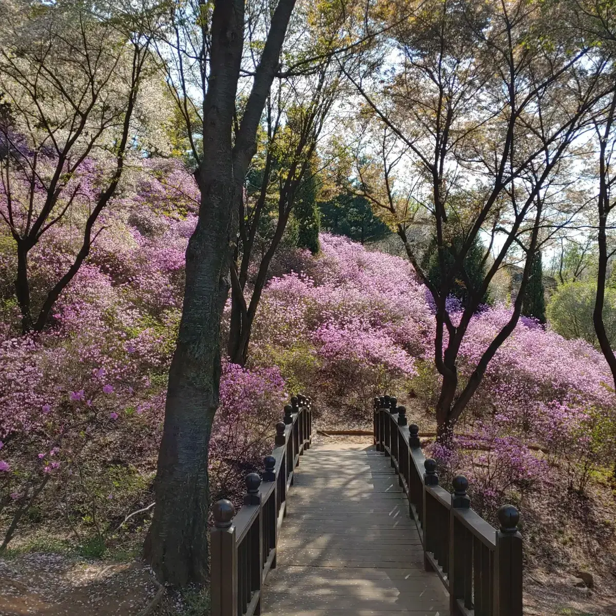 빨간 머리앤이 살던곳의 풍경같아요 