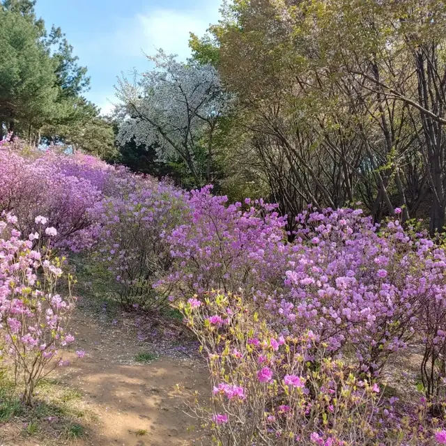 빨간 머리앤이 살던곳의 풍경같아요 