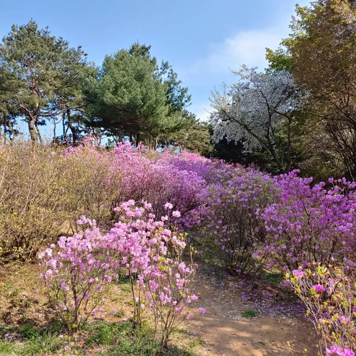 빨간 머리앤이 살던곳의 풍경같아요 