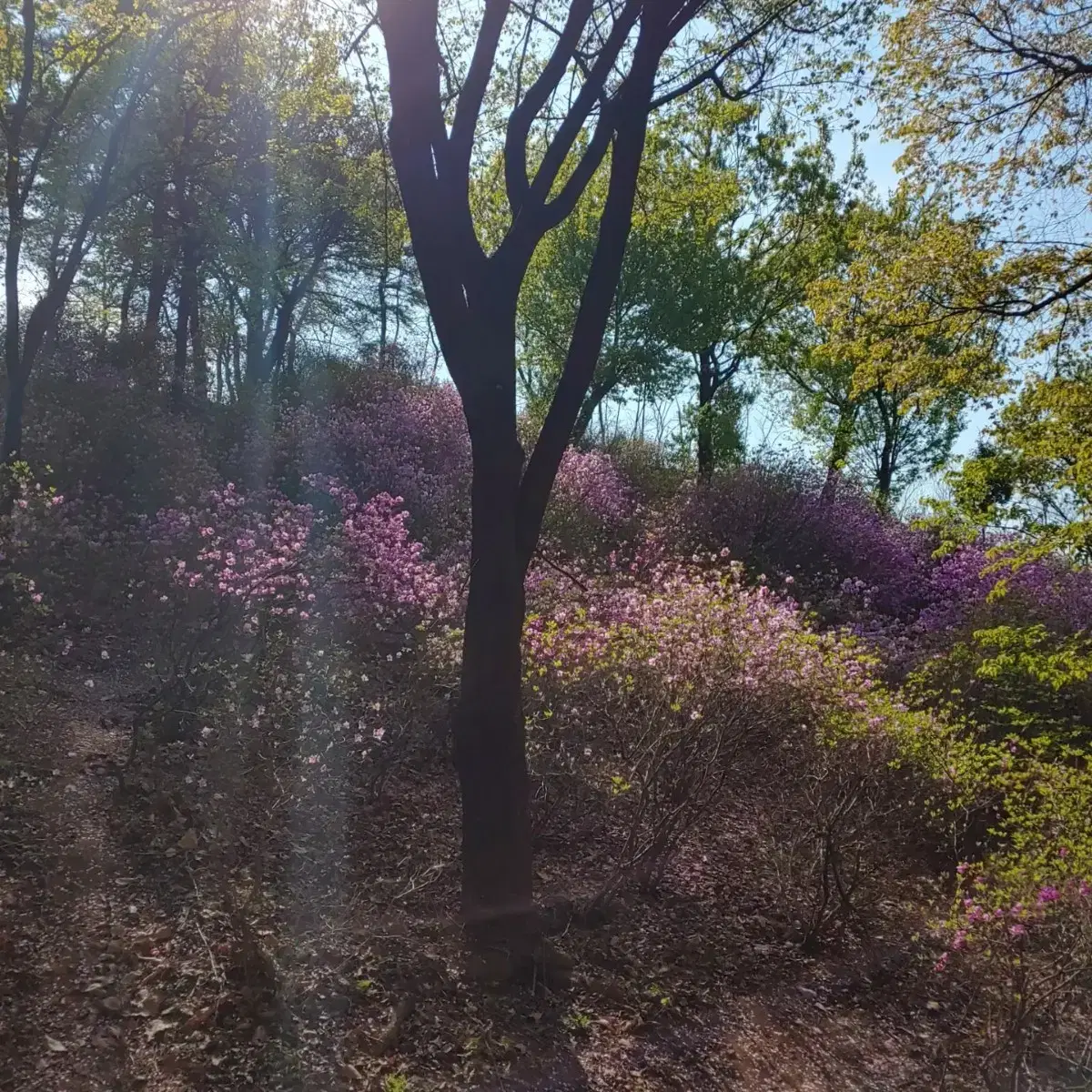 빨간 머리앤이 살던곳의 풍경같아요 