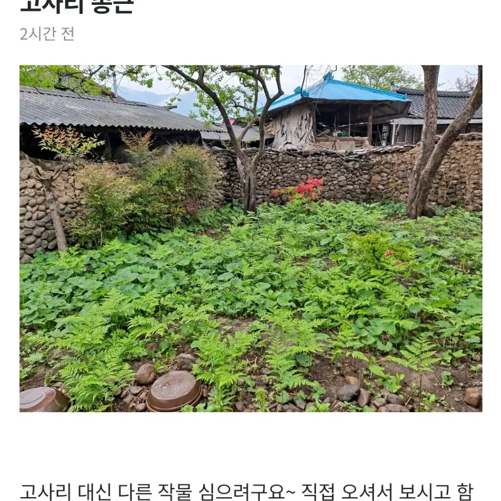 고사리 종근 및 머위