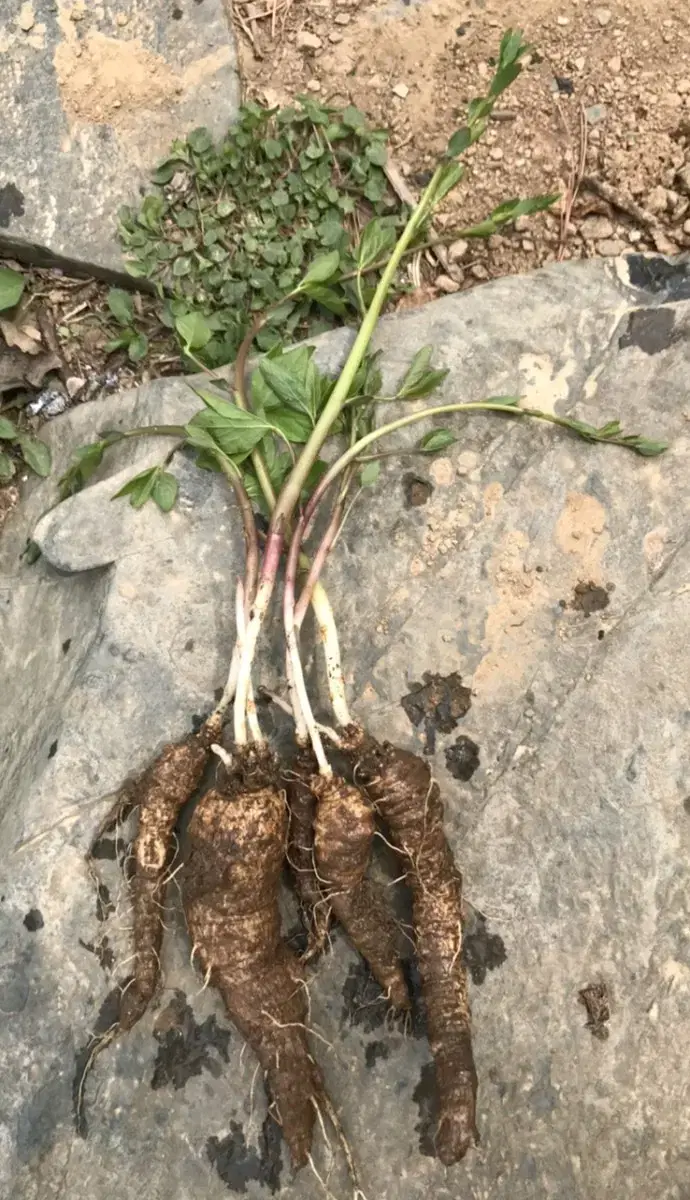 자연산 국내산 산 더덕 