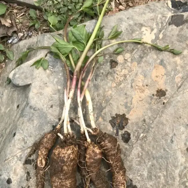 자연산 국내산 산 더덕 