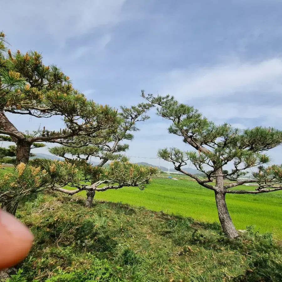 소나무 판매합니다.