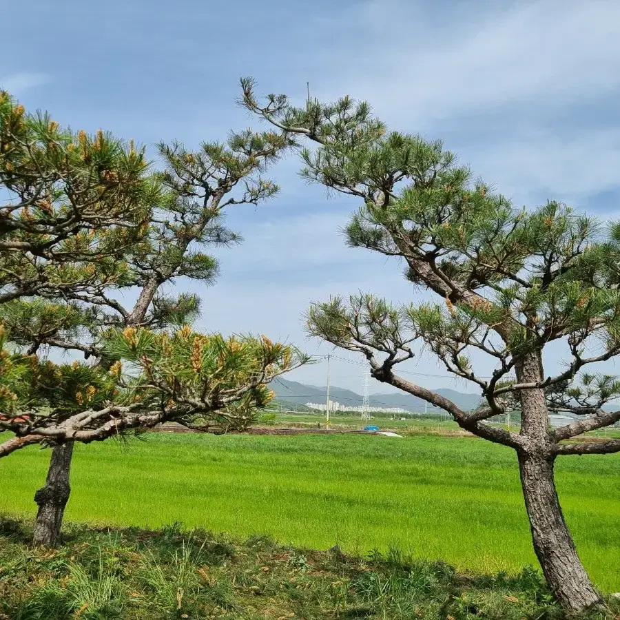 소나무 판매합니다.