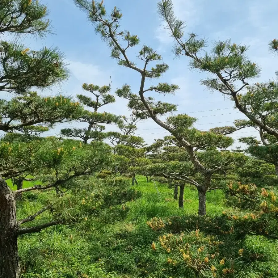 소나무 판매합니다.