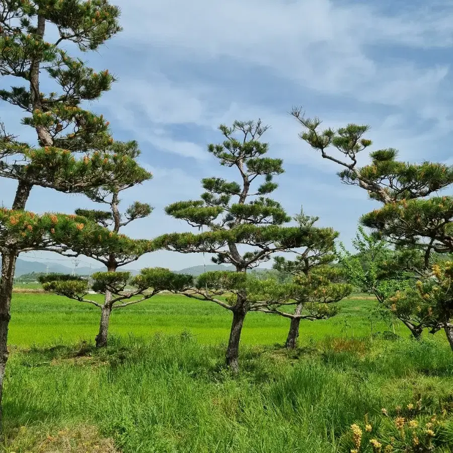 소나무 판매합니다.