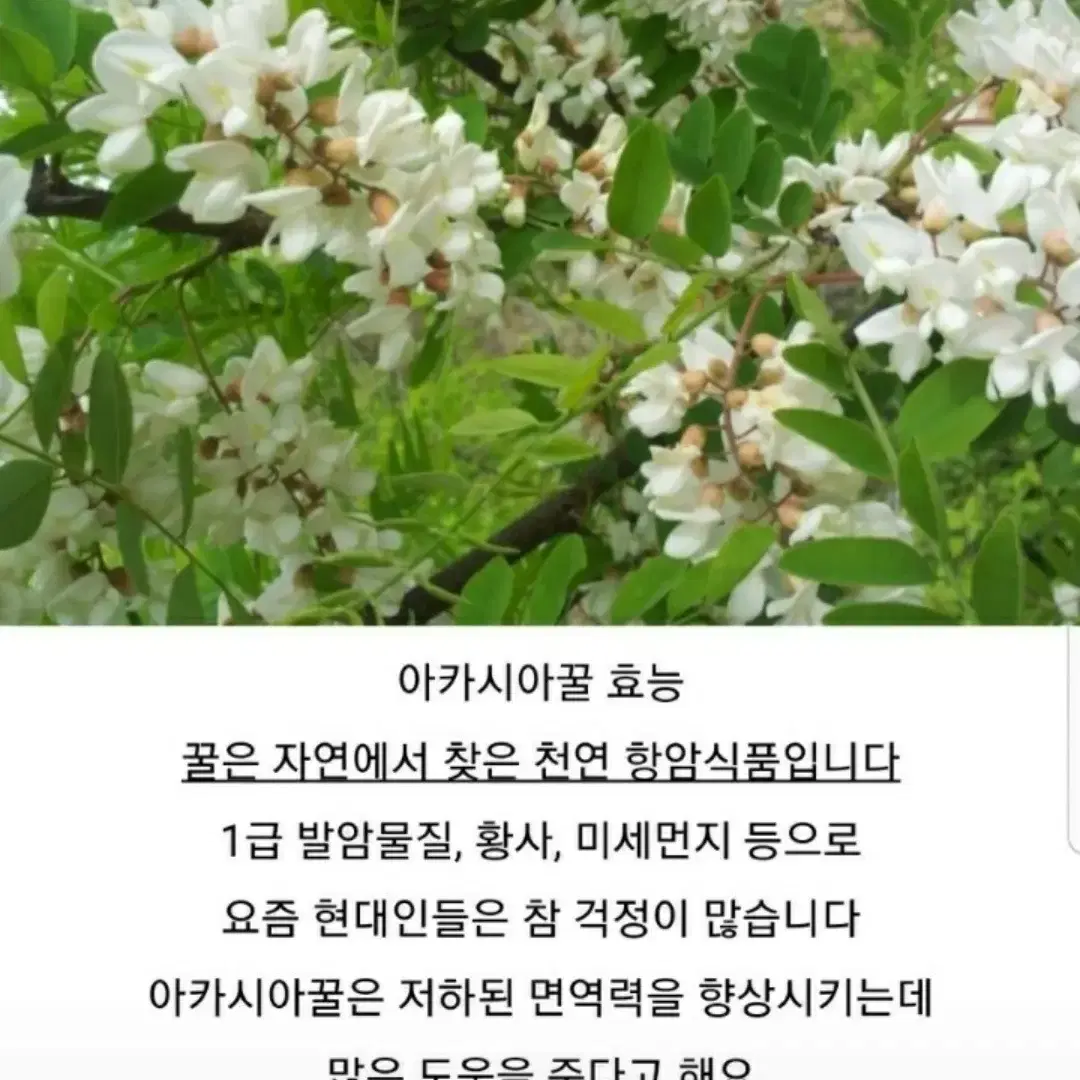 추석할인) 햇아카시아꿀 2.4kg  2병