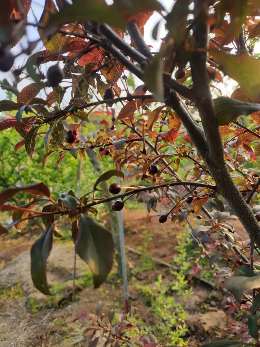 유실수 두종류결실주