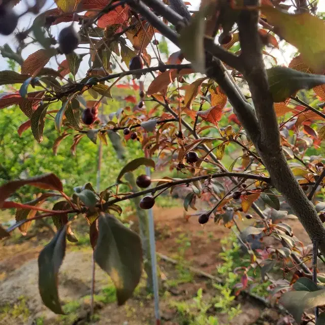 유실수 두종류결실주