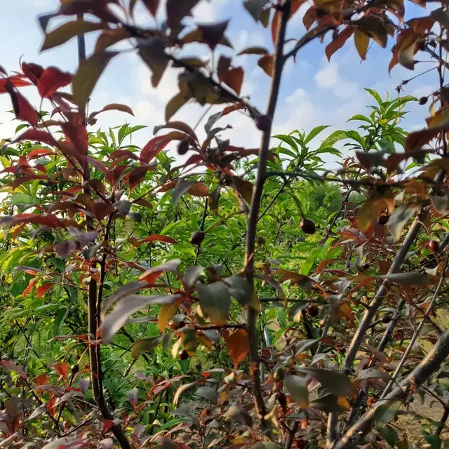 유실수 두종류결실주