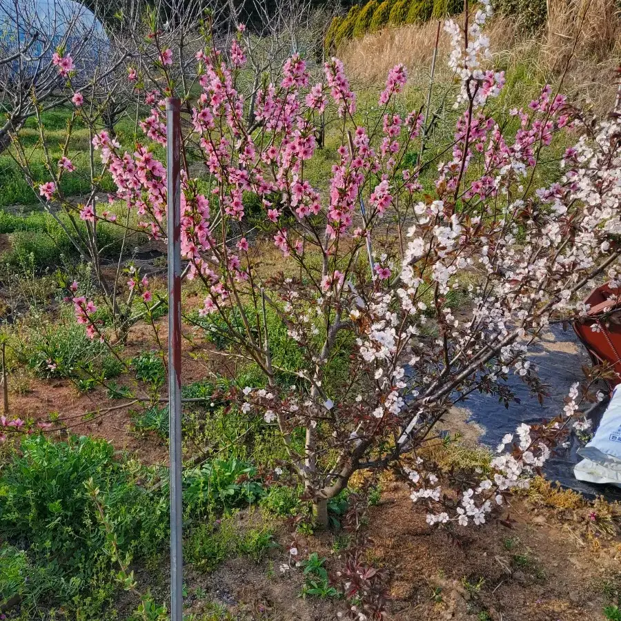 유실수 두종류결실주