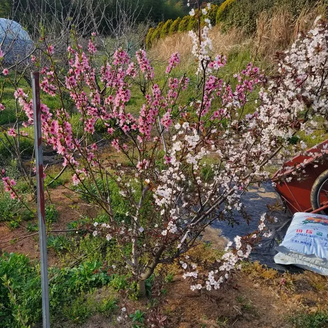 유실수 두종류결실주