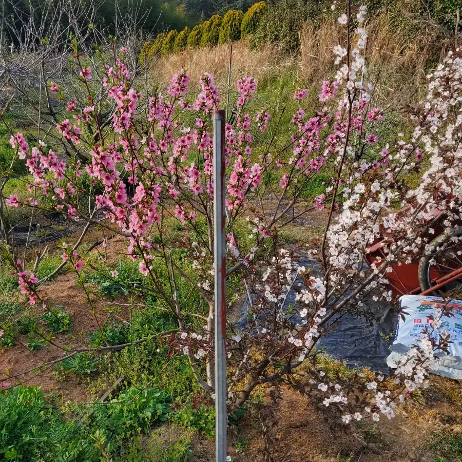 유실수 두종류결실주