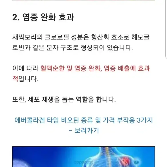 새싹보리분말