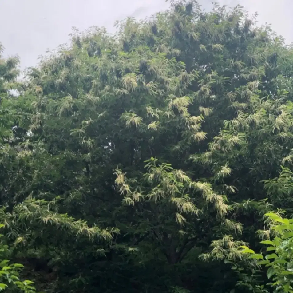 24년지리산천연햇꿀1병