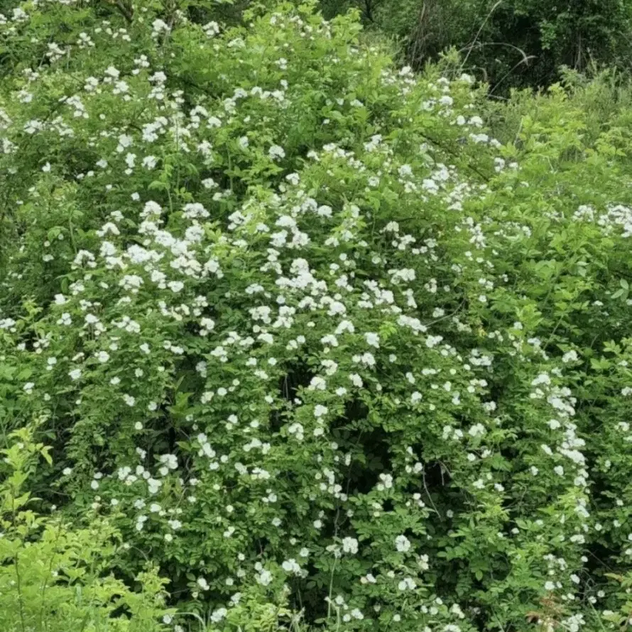 찔레꽃꿀(귀한천연꿀)