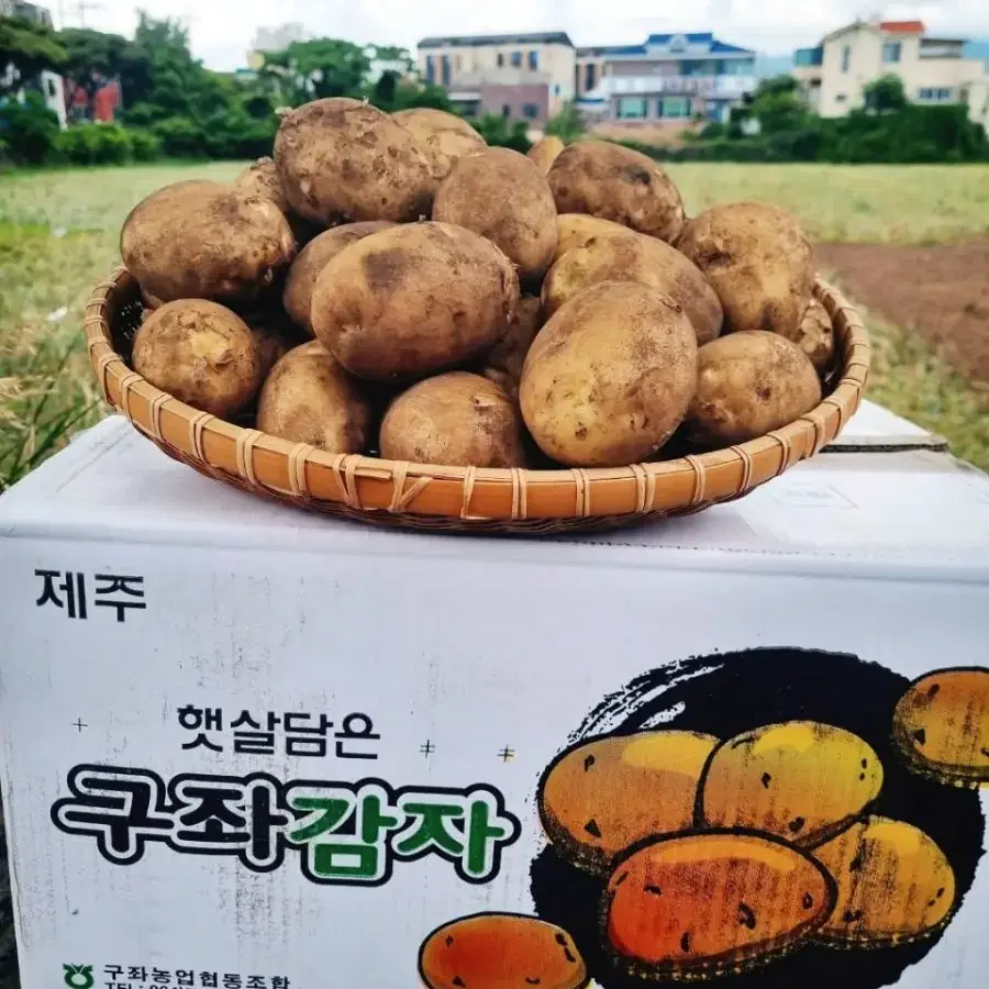 제주햇감자