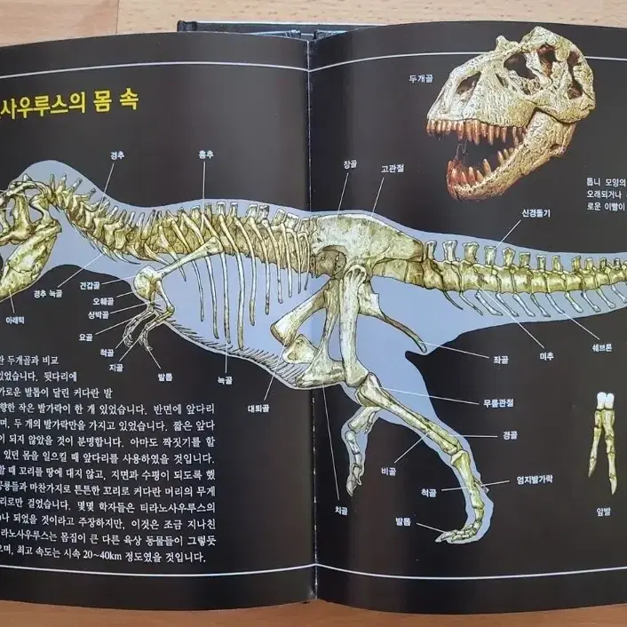 공룡대탐험