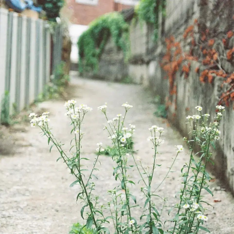 미놀타 md 50mm macro f3.5