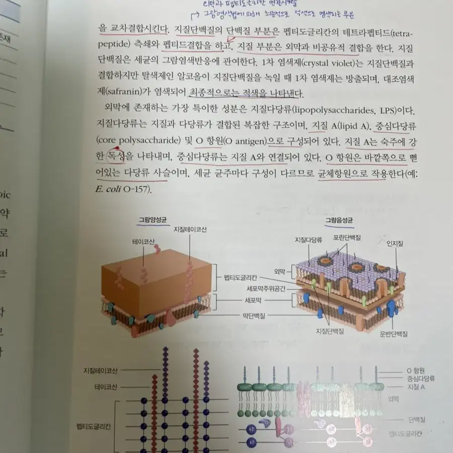 치과 건강보험 구강미생물학 소아청소년치과학 치아형태학 구강영상학