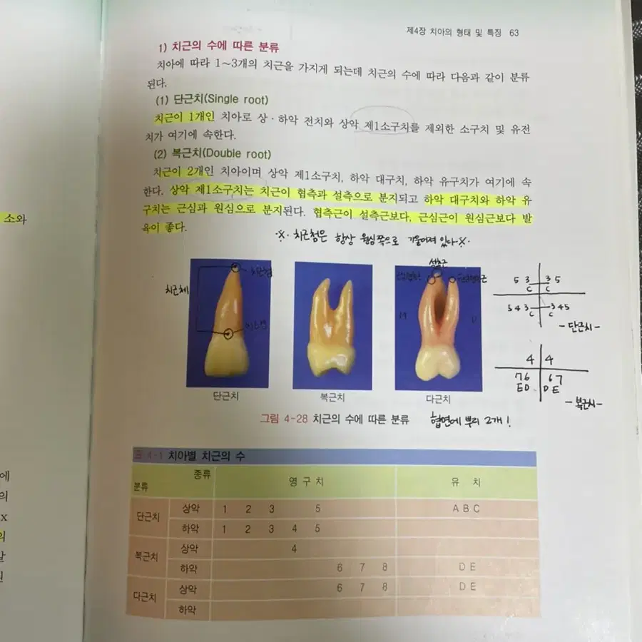 치과 건강보험 구강미생물학 소아청소년치과학 치아형태학 구강영상학