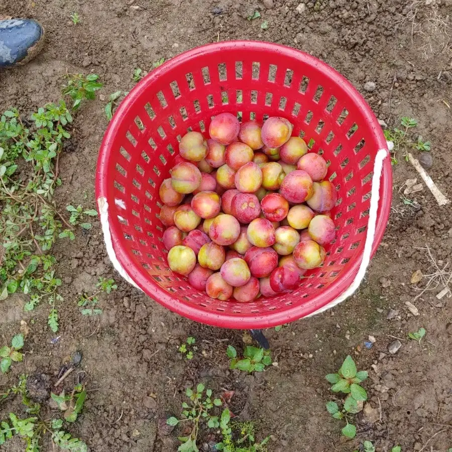 초특가 김천 대석 자두 5kg 택포2.5만