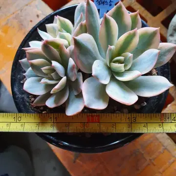 다육식물 다육이 섭세실리금 4두 | 브랜드 중고거래 플랫폼, 번개장터