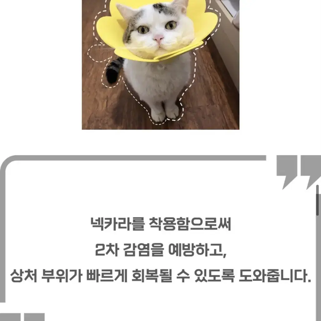 강아지 고양이 꽃 넥가라 엘리자베스카라 해바라기