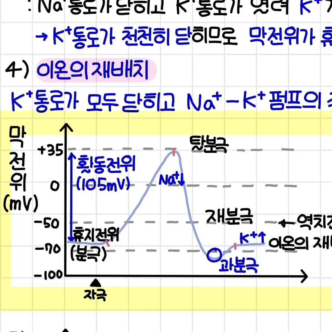 생명과학 1등급 필기 뉴런부분~면역까지 노트 필기 자료 pdf