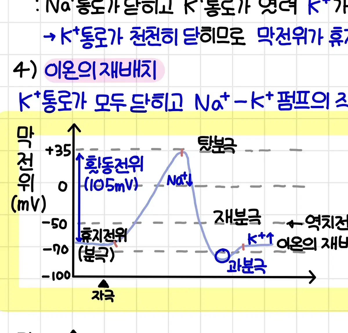 생명과학 1등급 필기 뉴런부분~면역까지 노트 필기 자료 pdf