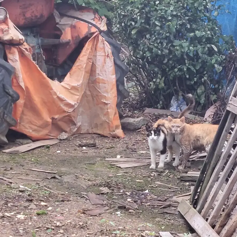 파주시  적성면 선고개길  집매매