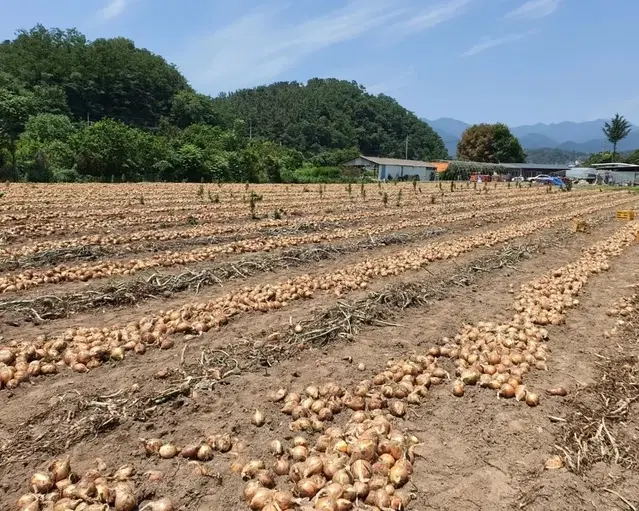 솔잎. 뽕잎 한가득 양파즙 판매합니다.