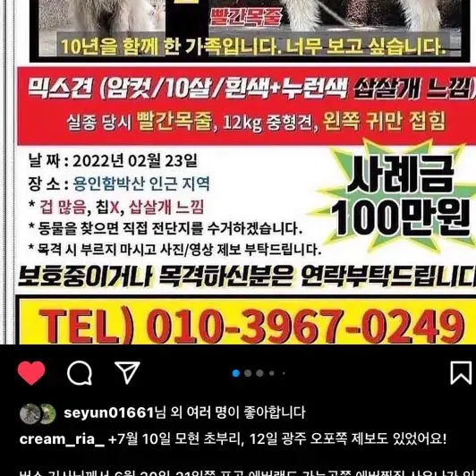 한번 씩 봐주세요. 강아지를 찾습니다