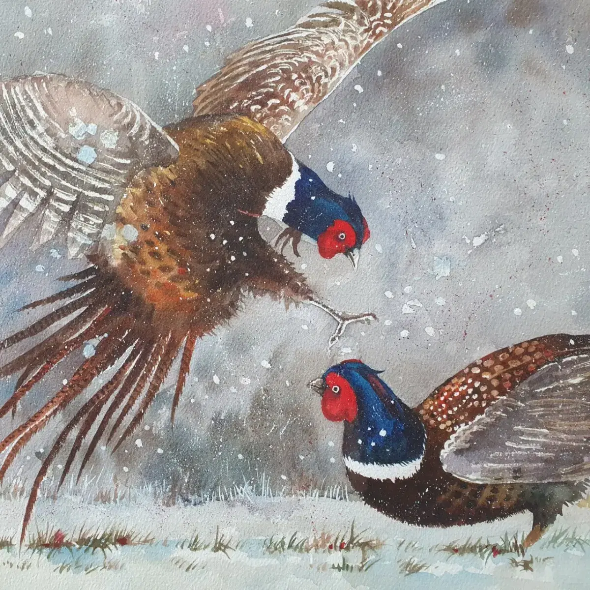 Pheasant Fight Illustration