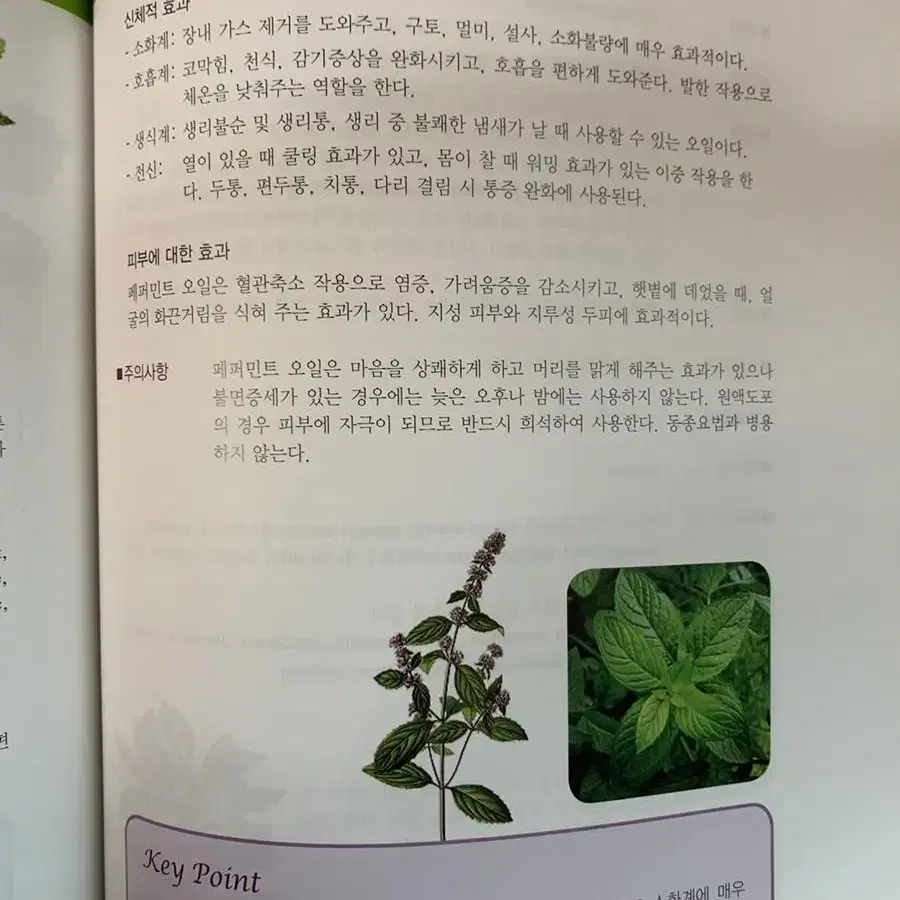 최저가 새상품 도테라 페퍼민트