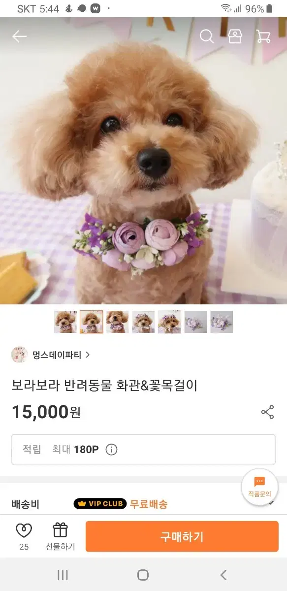 보라보라 반려동물 화관 꽃목걸이 프로필 촬영