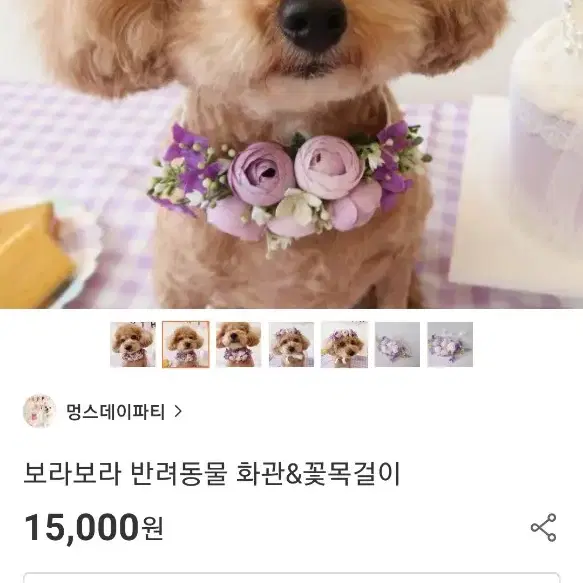 보라보라 반려동물 화관 꽃목걸이 프로필 촬영