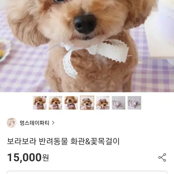 보라보라 반려동물 화관 꽃목걸이 프로필 촬영