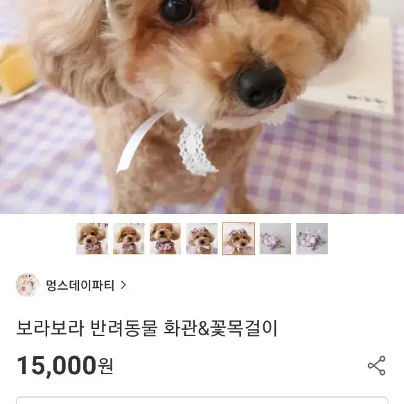 보라보라 반려동물 화관 꽃목걸이 프로필 촬영