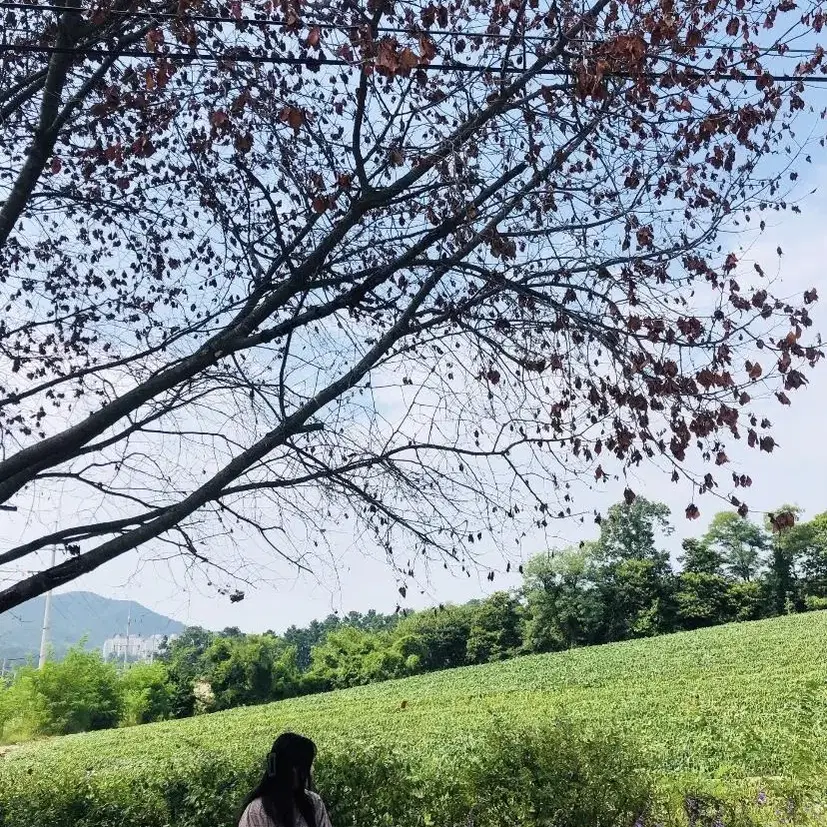 가격내림 육육걸즈 퍼프 체크롱원피스 (착샷0)