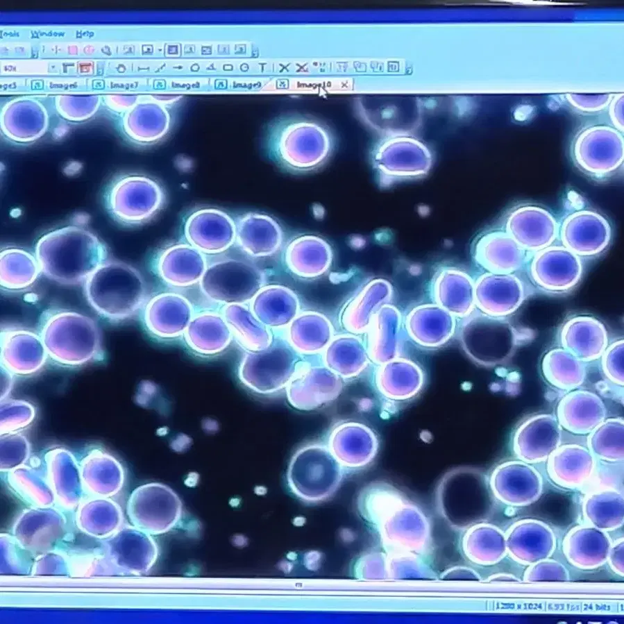 3안위상차현미경  생혈액  적혈구 백혈구