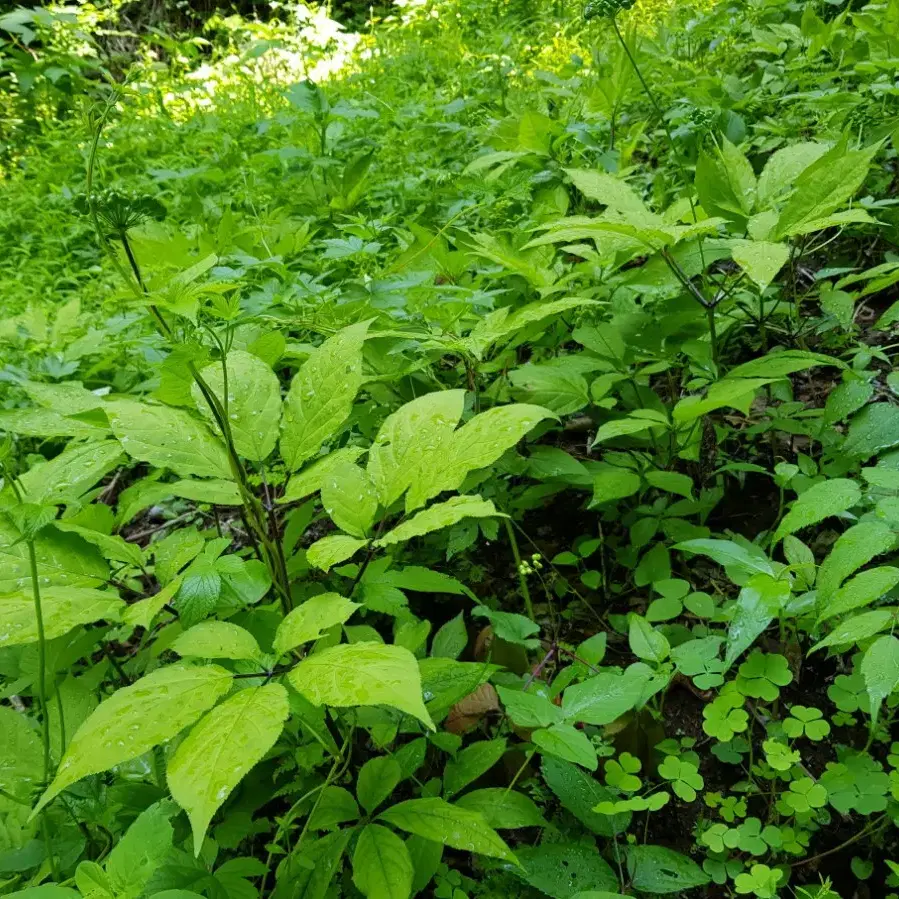 산양산삼 고마운분들에게선물용 예약배송주문 받읍니다